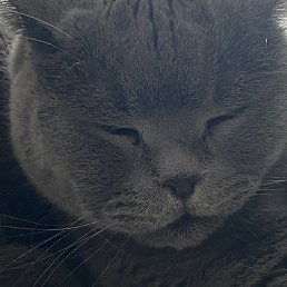 ����, ������, 32 ����