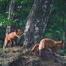 �������, ������, 37 ���