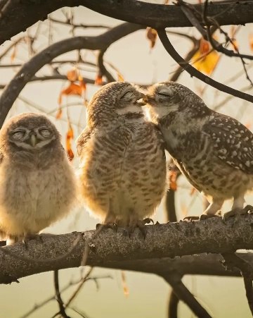 �� ������ ������������ ����� �������� ������� ����� ������� Nikon Comedy Wildlife Awards ���������� ... - 6