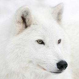 ��������, �����, 35 ���