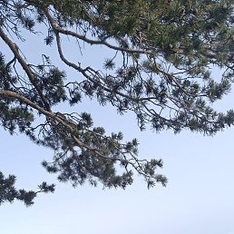 ������ ����, ����-���, 25 ���