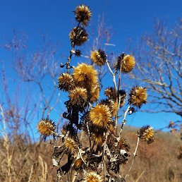 ���� ����., �����������, 36 ��� - ��������� 29 ������� 2025