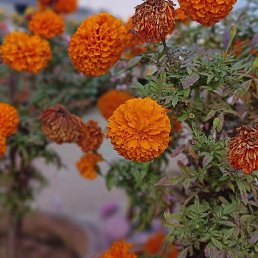Moni Sk, �����������, 19 ���