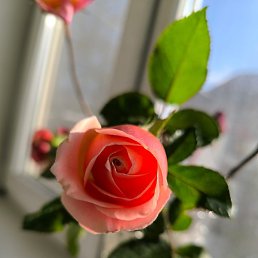 ����, ����