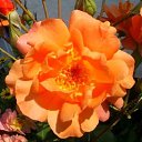 ���� �������, ���� - ��������� 3 ������ 2026