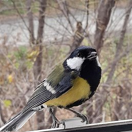 ������, �����������, 24 ����