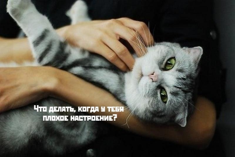 Коты-самое лучшее лекарство
