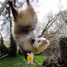 ����, ������������, 43 ����