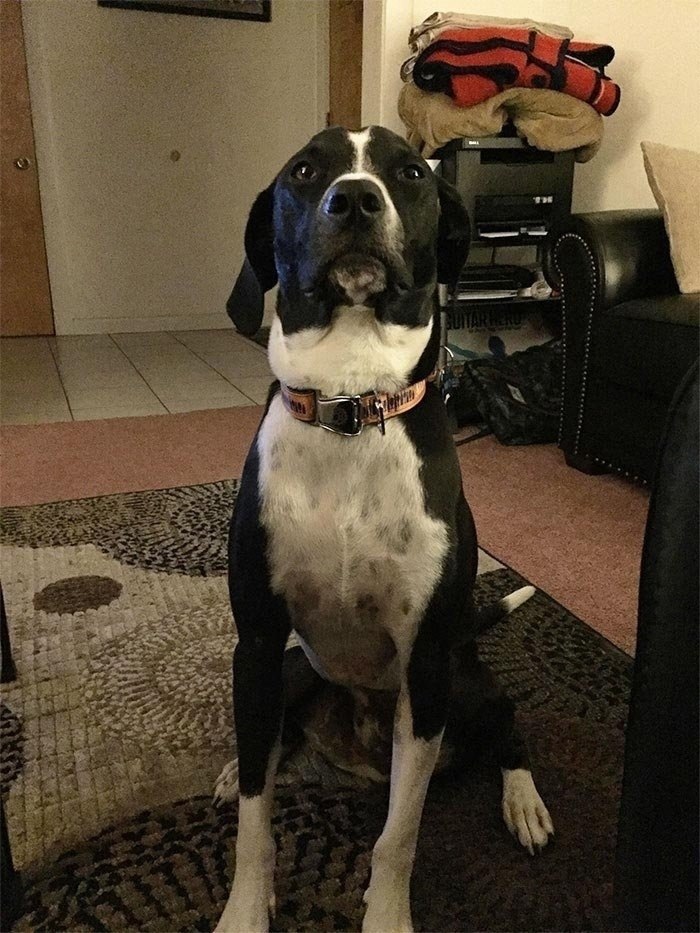 Сегодня ночью этот парень гавкал на меня в течение 30 минут, поэтому я был вынужден выйти с ним на ...