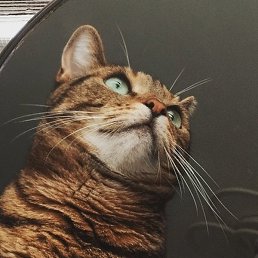 Adelina, ������, 20 ���