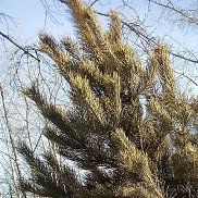 ������, 50 ���, �����������