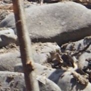 �������, 44 ����, ���������