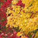 ���� *�������*, �����-��������� - ��������� 2 ������� 2025 � ������ �������� ��������