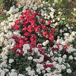 ����, ������, 55 ���