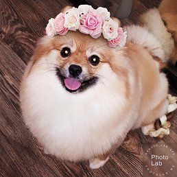 ��������, ����, 65 ���