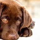 ���� ���������, ����������, 68 ��� - ��������� 16 ������� 2025 � ������ ������ ��������