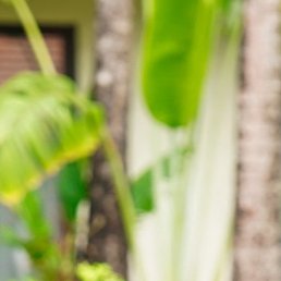 ���������, �����-���������, 50 ���