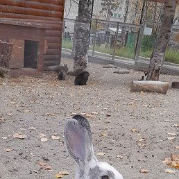 ������, ����-���������, 49 ���