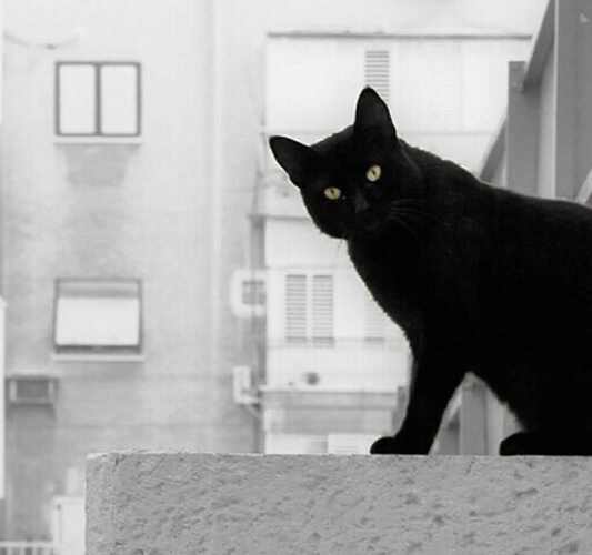 Черный ангел для двоих.В воскресенье Кота Лиза на кухне не застала. Сердце девушки заныло от ...