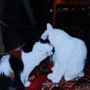 ���� Gerom, ������� - ��������� 4 ������� 2026 � ������ ���� ����������