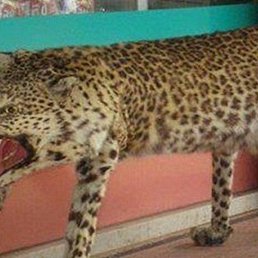 Anastasia Nikolaeva, ���������, 18 ���