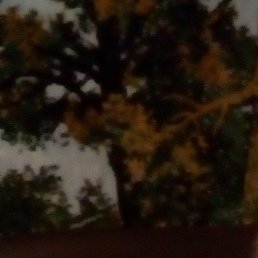 �����, �������, 37 ���