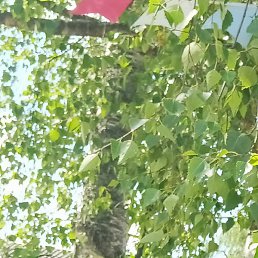 �������, ���������, 37 ���