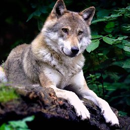 Edwin Nichsammer, ������, 26 ���