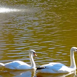 ������, ������, 39 ���