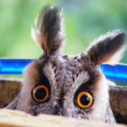 ������, ������, 38 ���