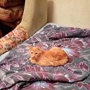 ���� ��������, ��������, 56 ��� - ��������� 8 ������� 2025 � ������ ����� ��������
