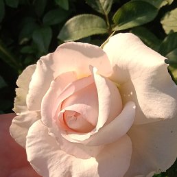 ���� ����, ������ - ��������� 17 ������ 2026