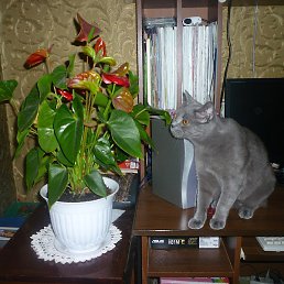 �������, ���������, 66 ���