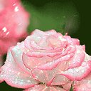 ���� ����������, �������, 68 ��� - ��������� 2 ���� 2026 � ������ ���� ����������