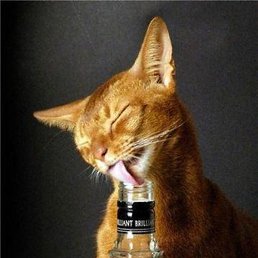 �������, ���������, 43 ����