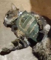 Коту-воину в зоне СВО вручили особый подарок. Мухич получил настоящий бронежилет от военных.Кот ...