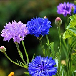 ������, ���, 58 ���