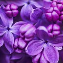 ���� ˸��, ������ �����, 48 ��� - ��������� 1 ������ 2025 � ������ ���� ����������
