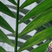 ������, 29 ���, ������