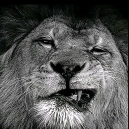 ���� Abdou, �����������, 20 ��� - ��������� 6 ����� 2025