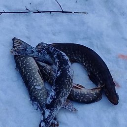 �������, ������, 44 ����