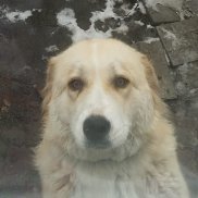 ���� �������, 45 ���, ������