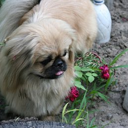 ������, ������