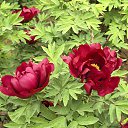 ���� ������, �����, 71 ��� - ��������� 27 ������ 2025 � ������ ���� ����������