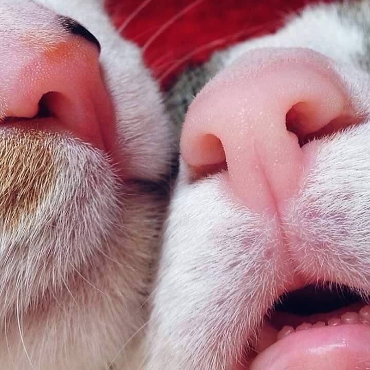     -  ,     .