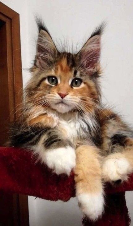    -      ,  ,       ...