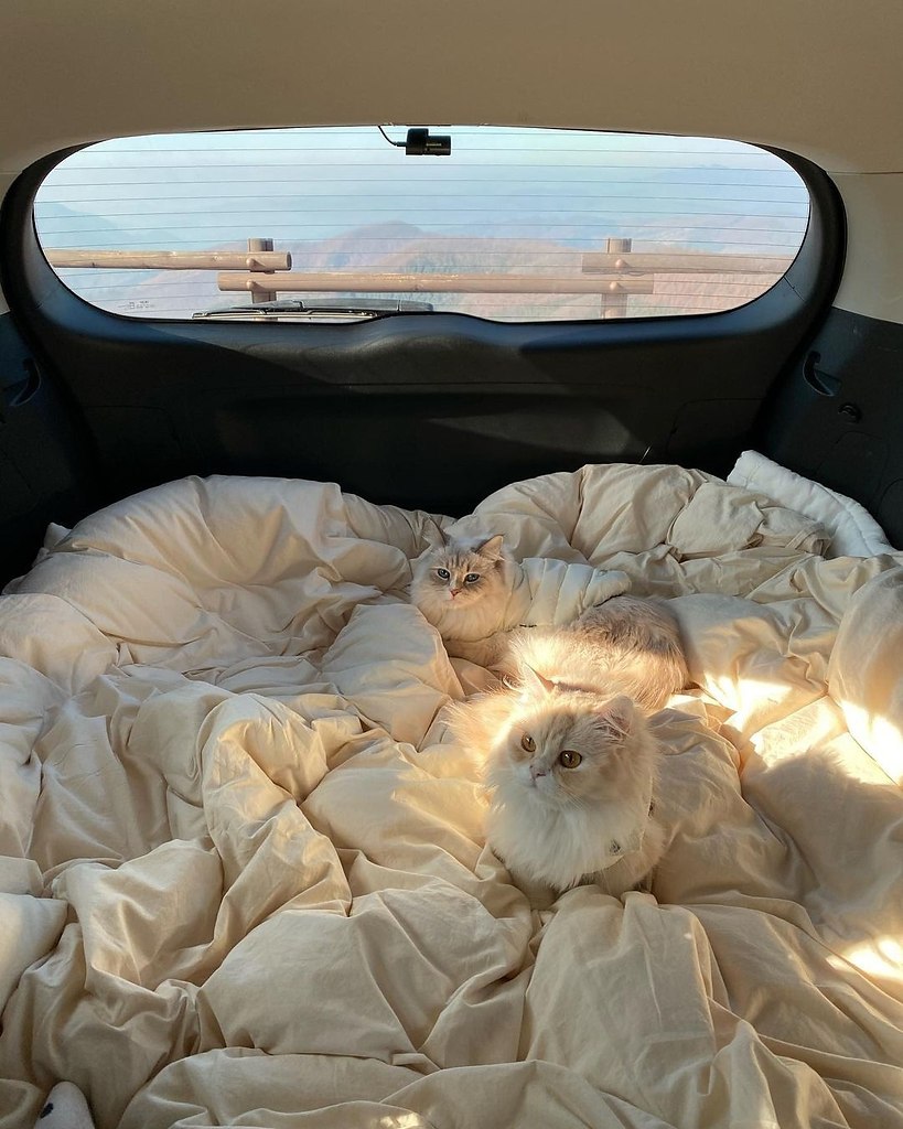 ��������� �����������