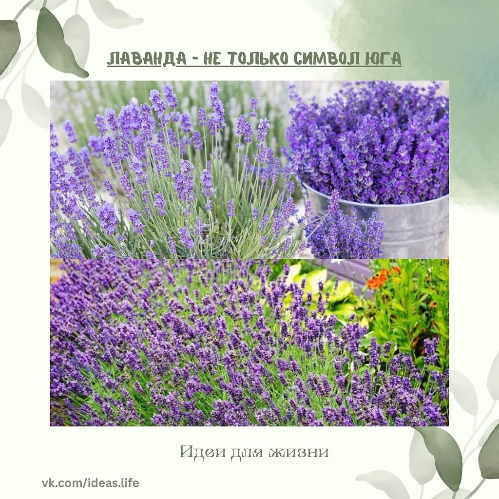 Лаванда — не только символ юга, но и вполне жизнеспособна в более прохладных регионах, включая ...
