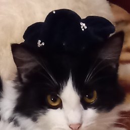 Galina, �������, 68 ���