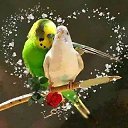 ���� Hakan, �������, 55 ��� - ��������� 13 �������� 2026 � ������ ������ ��������